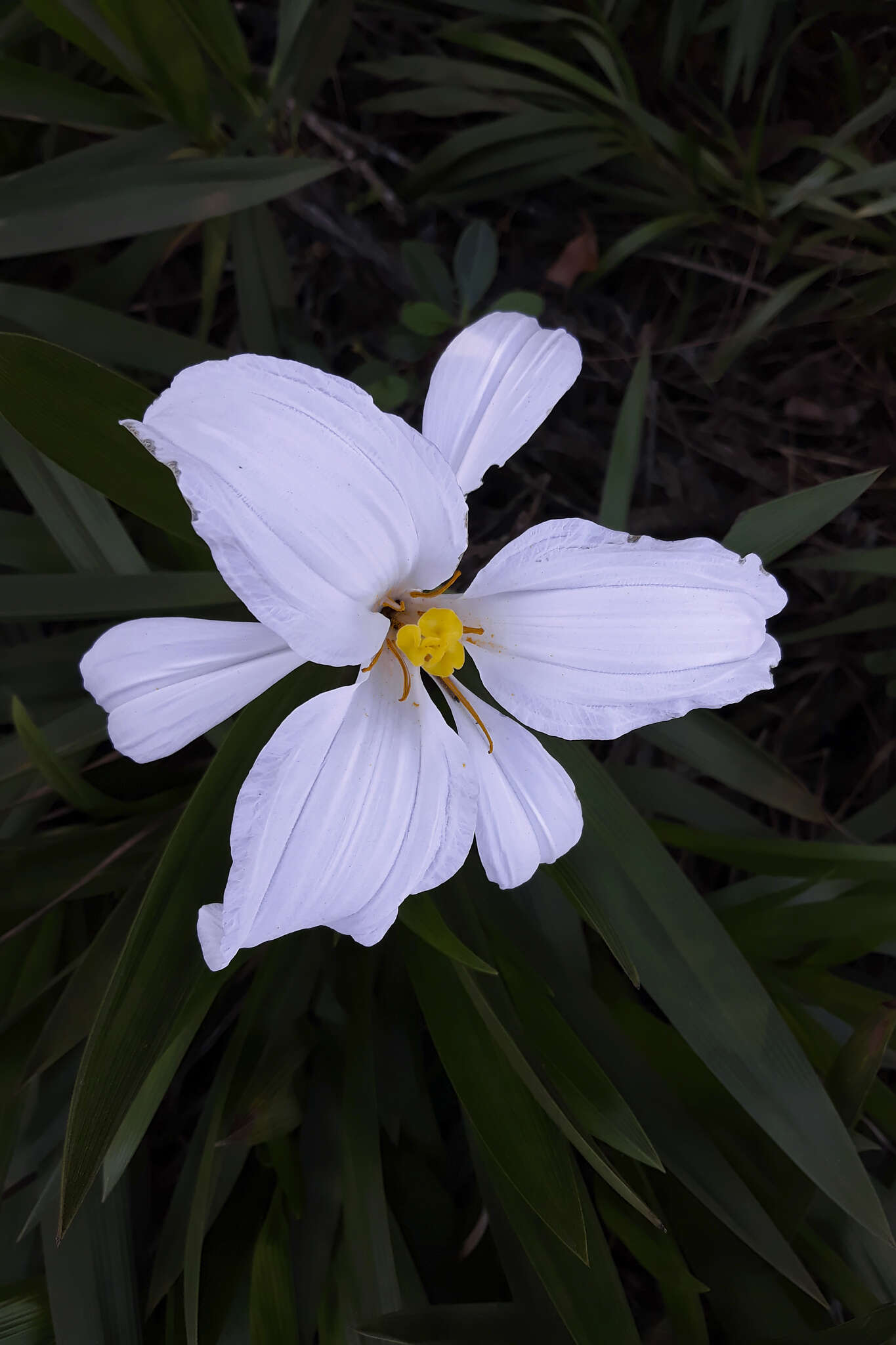 Image of Nanuza plicata (Mart.) L. B. Sm. & Ayensu