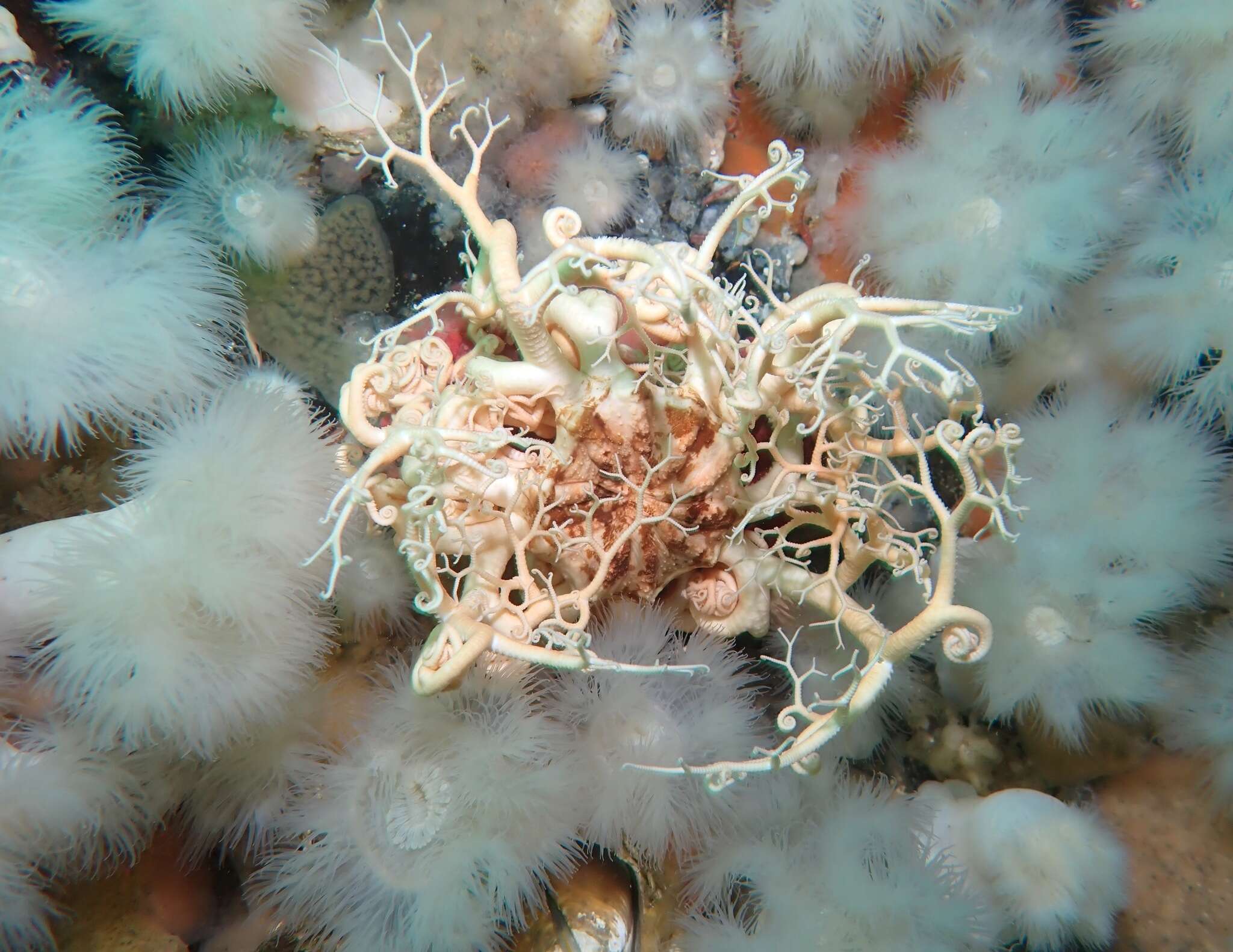 Image of basket star