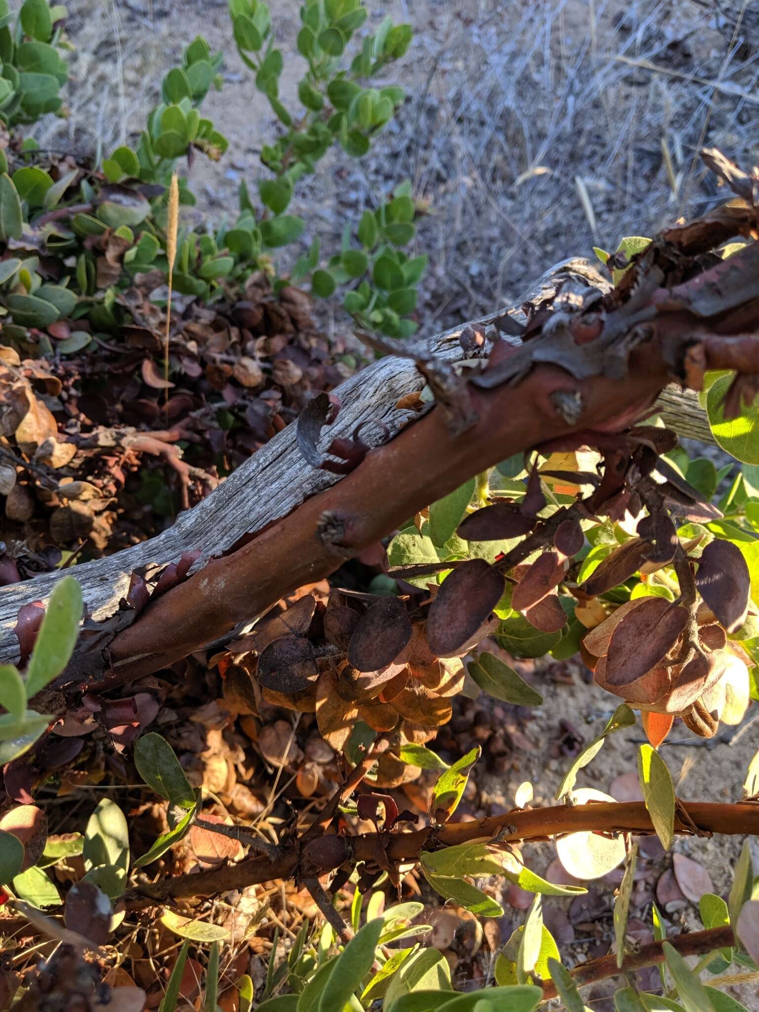 Image of Santa Catalina Island manzanita