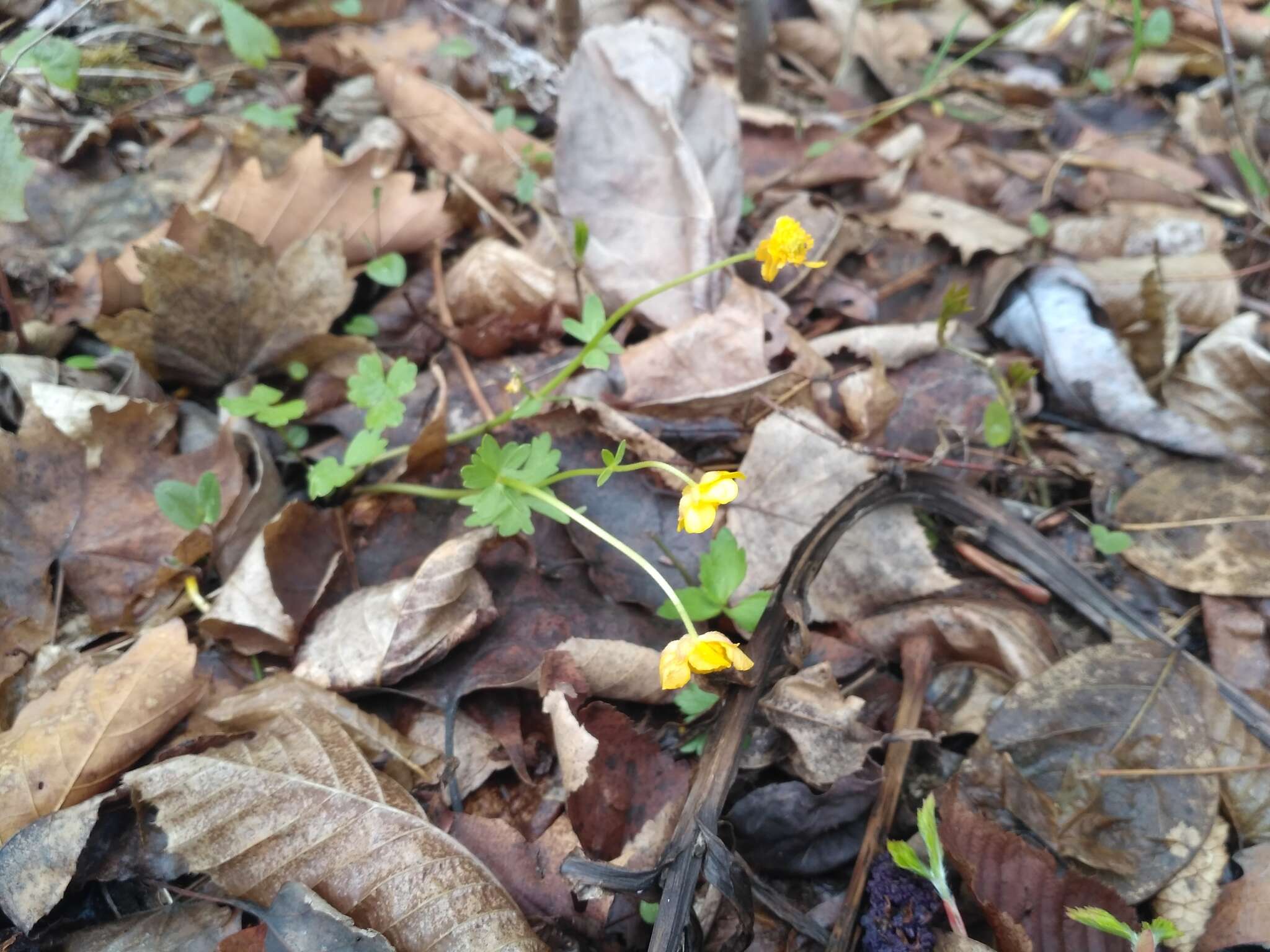 Image of Ranunculus franchetii H. Boissieu