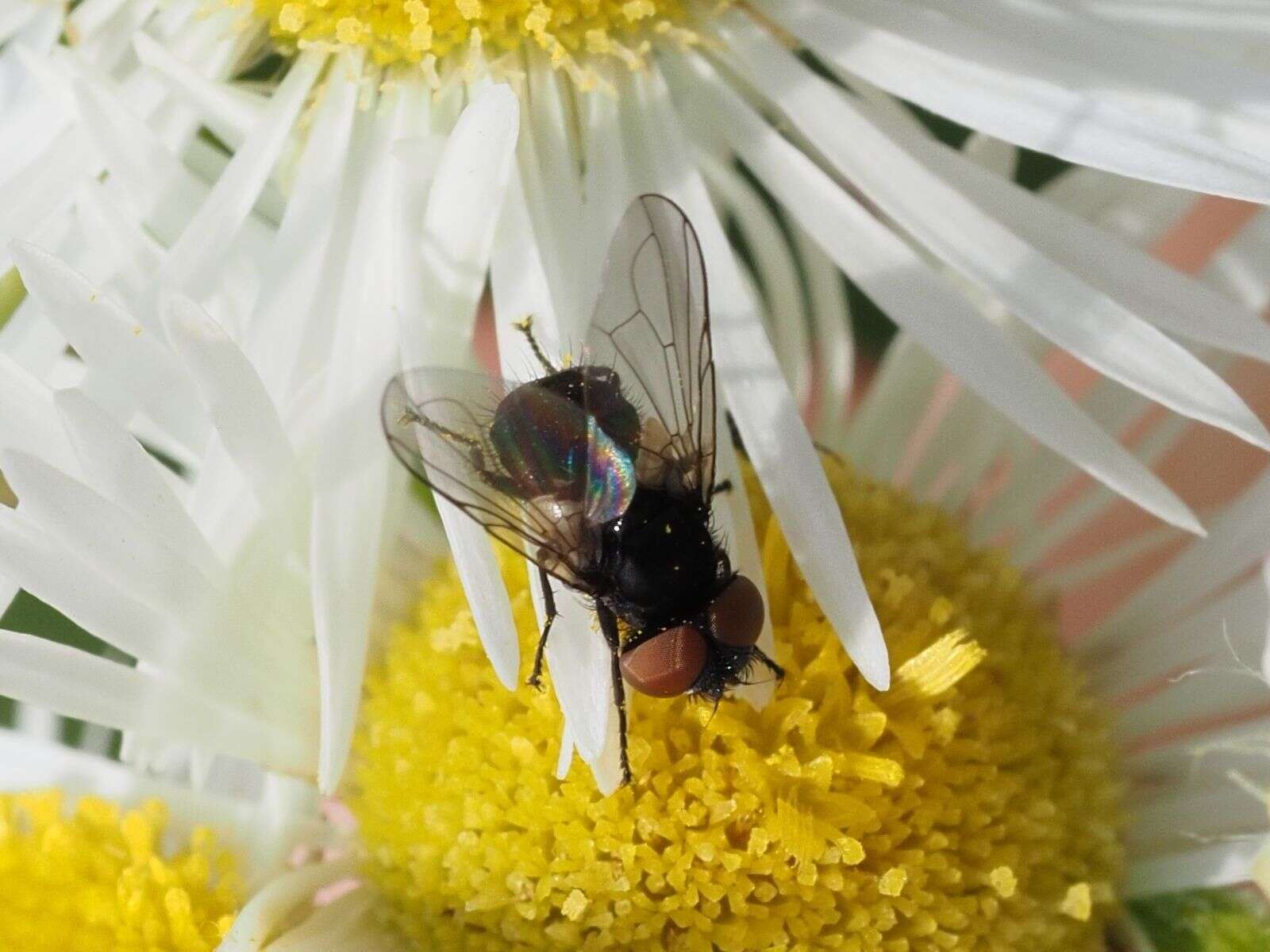 Image of Phasia barbifrons (Girschner 1887)