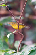 Image of Bianchi's Warbler