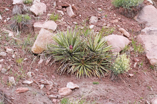 Image of Spanish bayonet