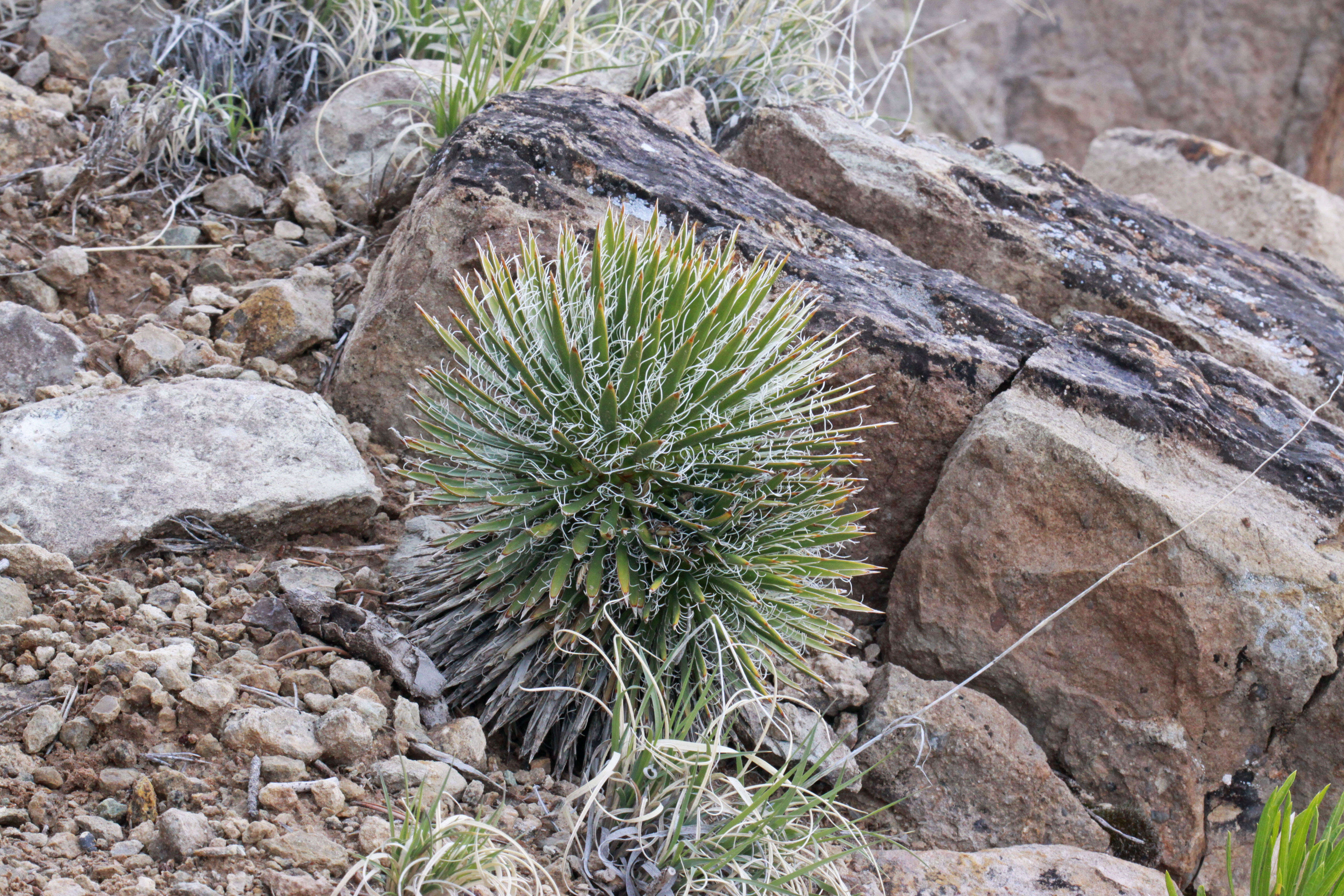 Image of Spanish bayonet