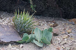 Image of Spanish bayonet