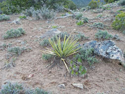 Image of Spanish bayonet