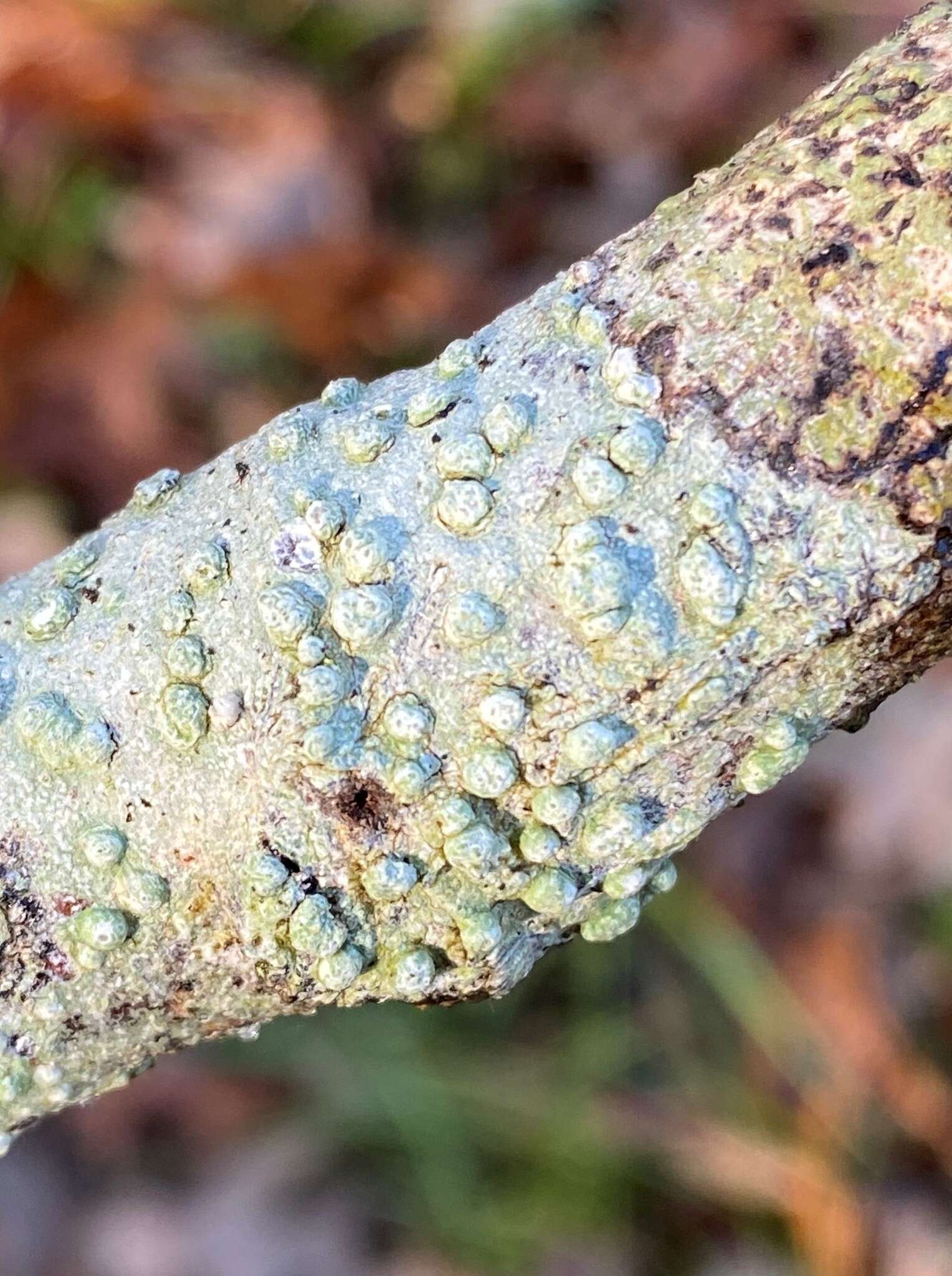 Image of <i>Pertusaria paratuberculifera</i> Dibben