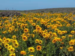 Image of Double Namaqua marigold