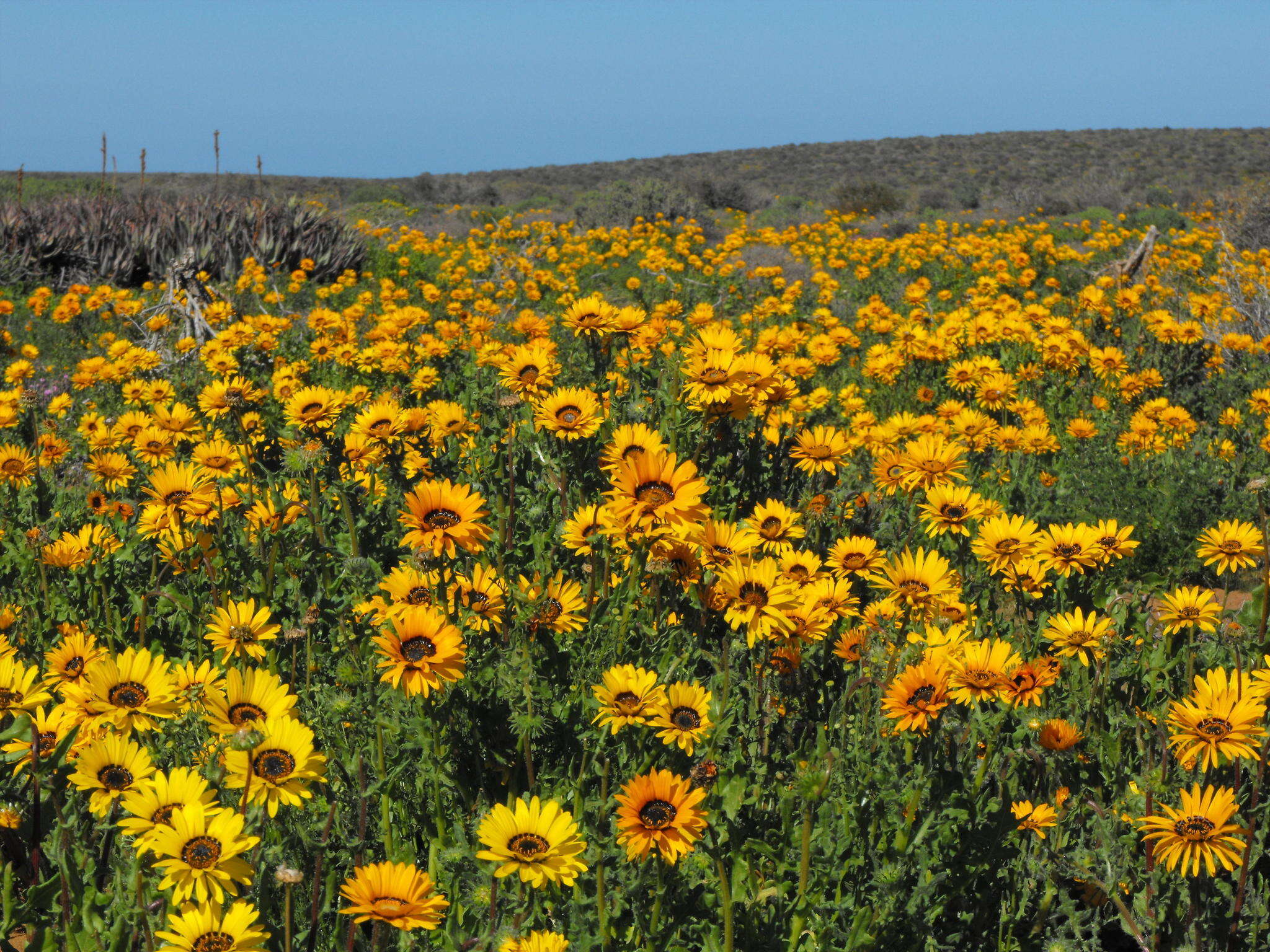 Image of Double Namaqua marigold