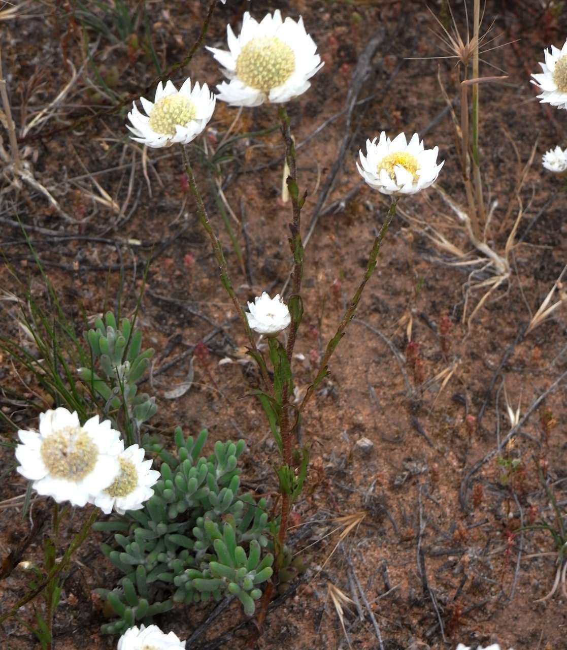 صورة Rhodanthe stuartiana (Sond. & F. Müll.) P. G. Wilson