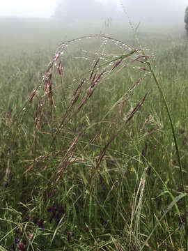 Image of purple needlegrass