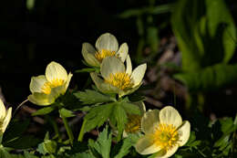 Image of American globeflower