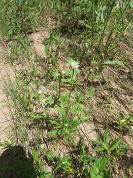 Image of pearly globe amaranth