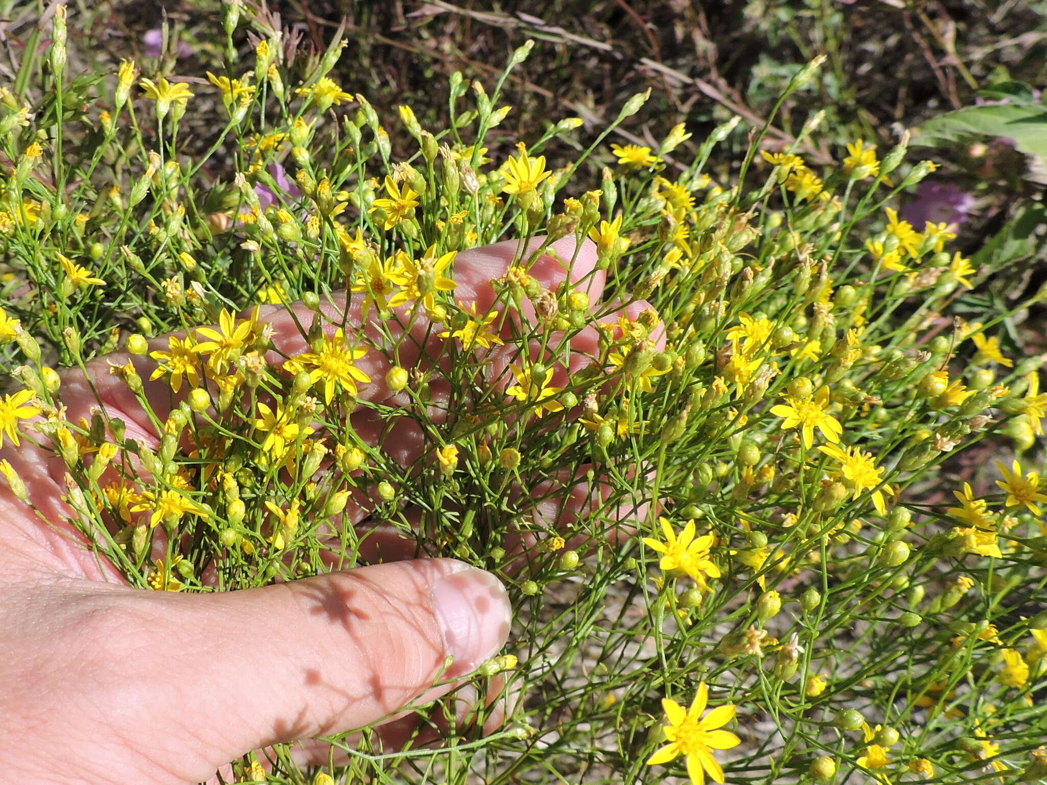 Image of prairie broomweed