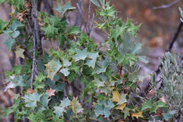 Image of Fremont's mahonia