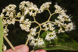 Image of Callicarpa acuminata Kunth