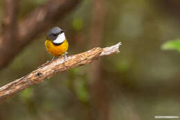 صورة Pachycephala caledonica (Gmelin & JF 1789)