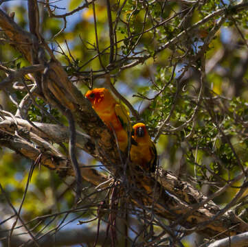 Image of Sun Parakeet