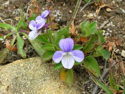 Image of Early Blue (Hook) Violet