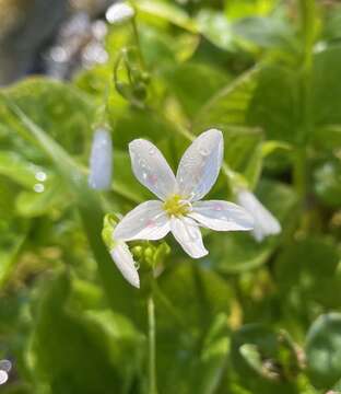 Image of heartleaf springbeauty