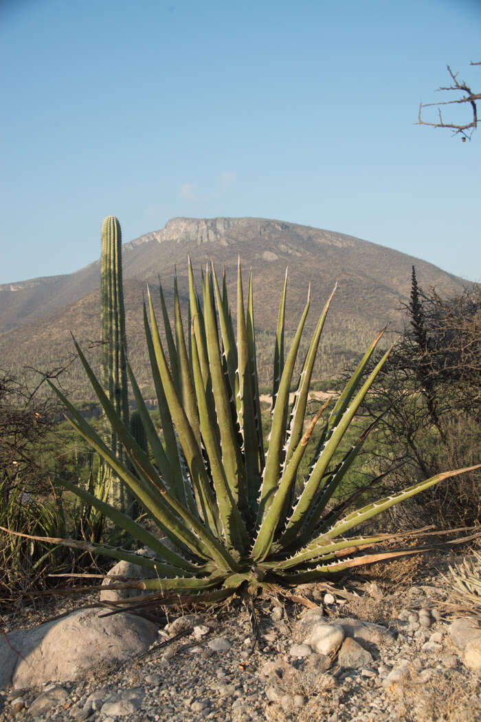 Image of Agave kerchovei Lem.