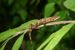 Pseudocalotes microlepis (Boulenger 1888) resmi