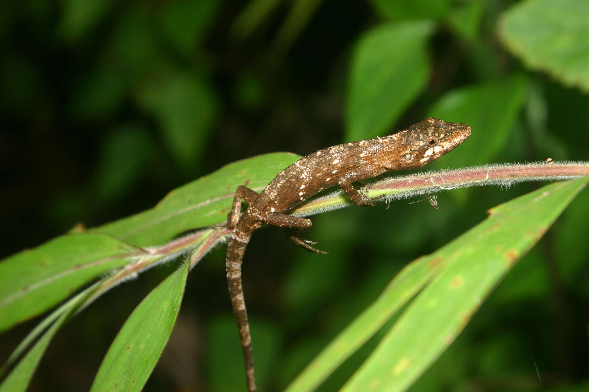 Pseudocalotes microlepis (Boulenger 1888) resmi