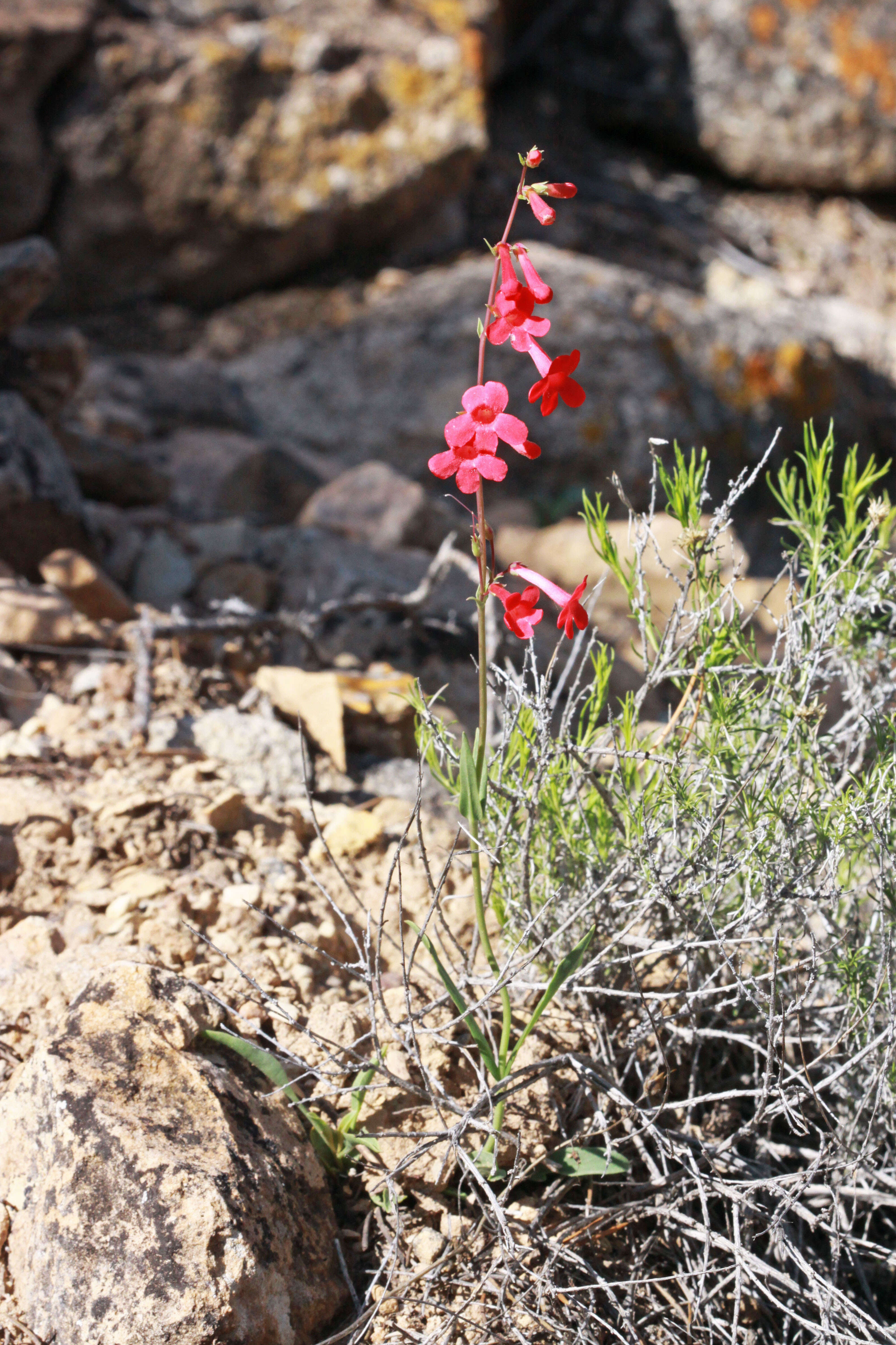 Image of Utah penstemon