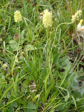 Image of Tofield's asphodel