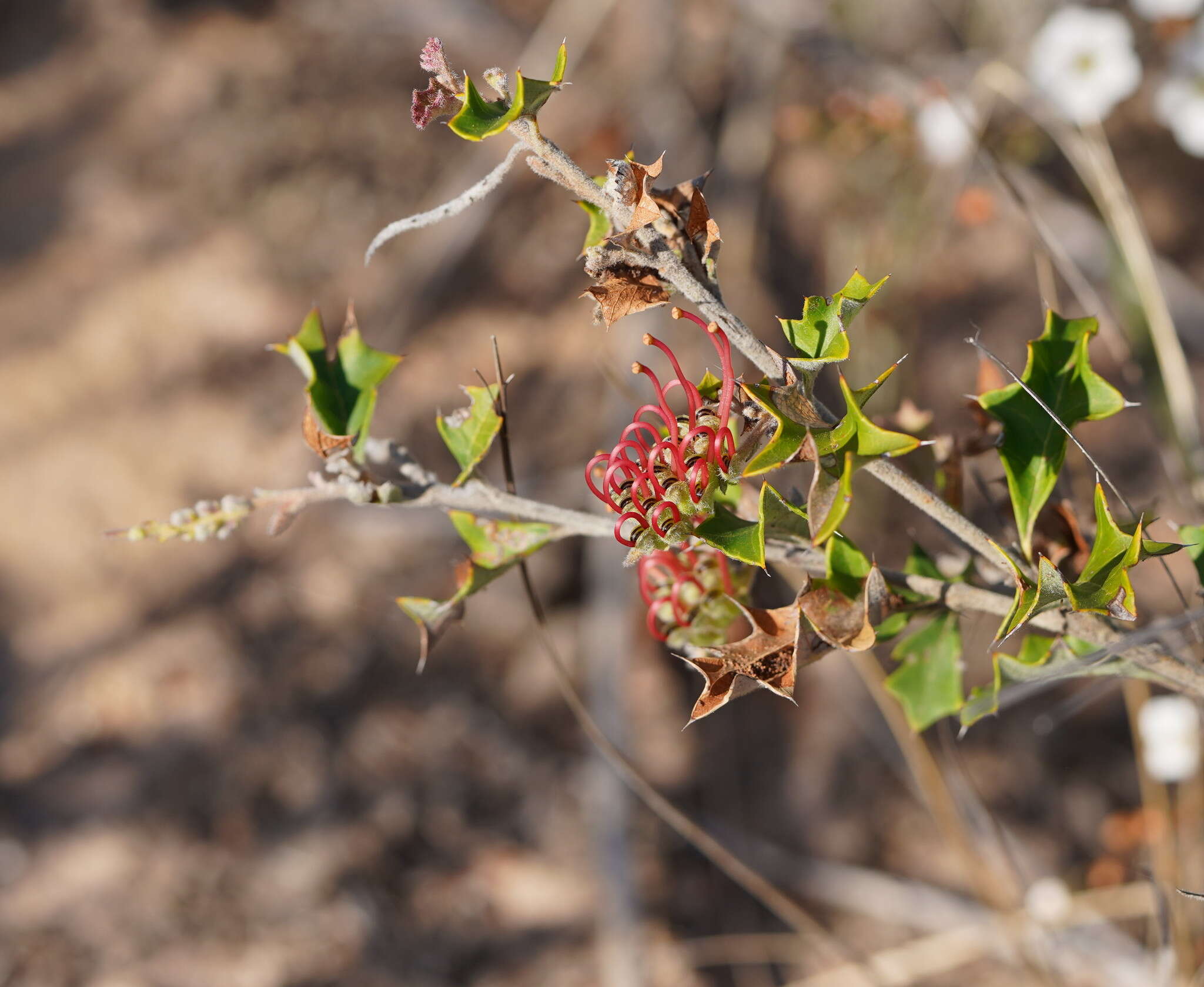 Image of Grevillea aquifolium Lindl.