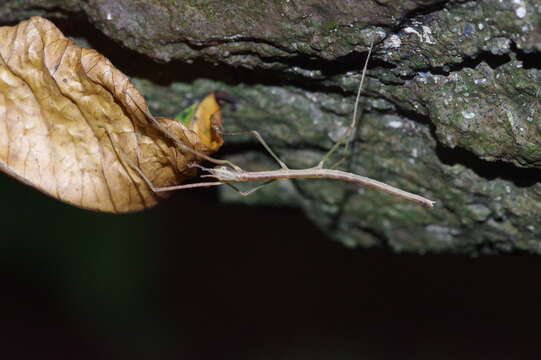 Image de Entoria miyakoensis Shiraki 1935