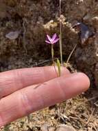 Image of Waltham Creek clarkia