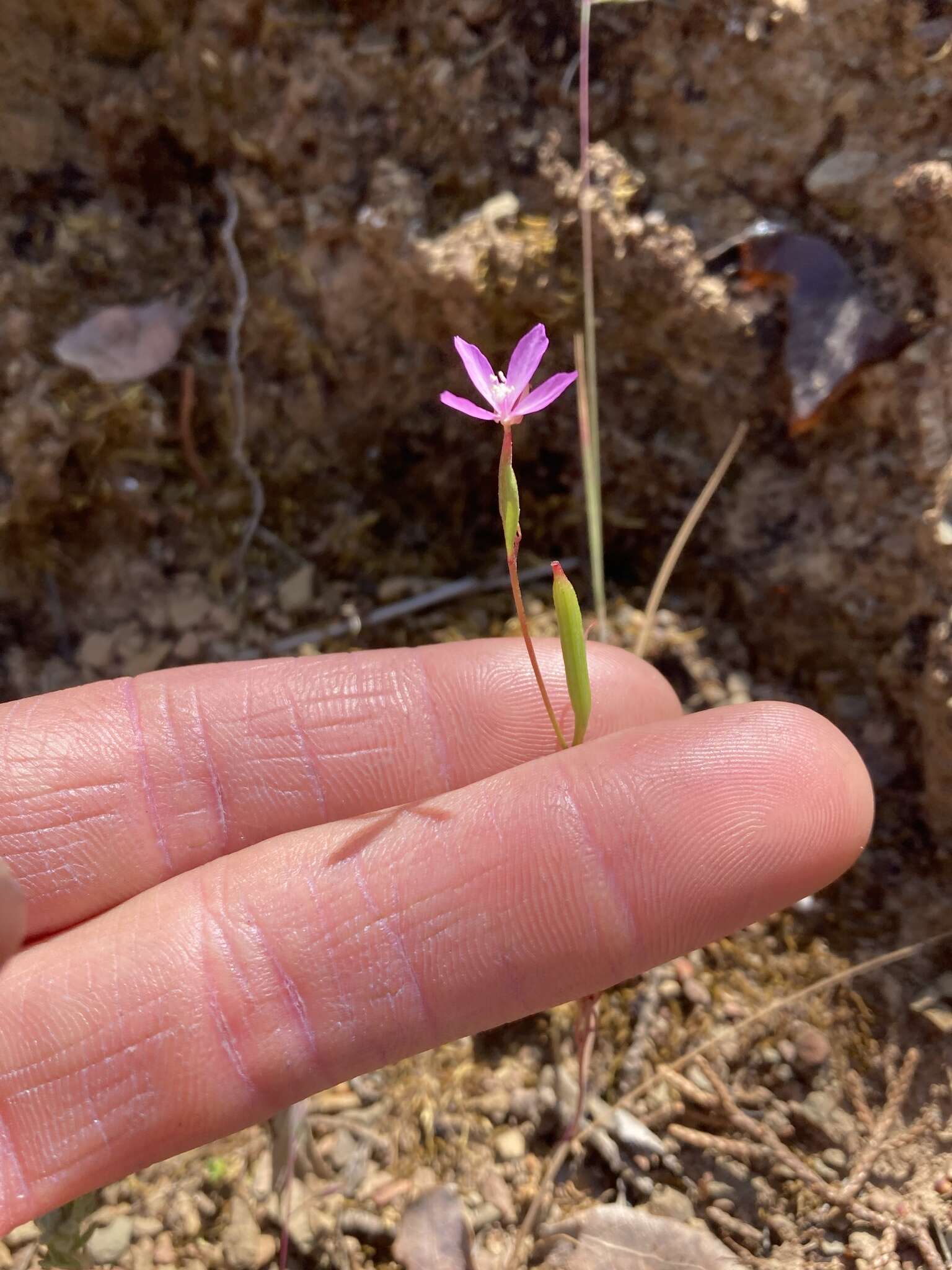 Image of Waltham Creek clarkia