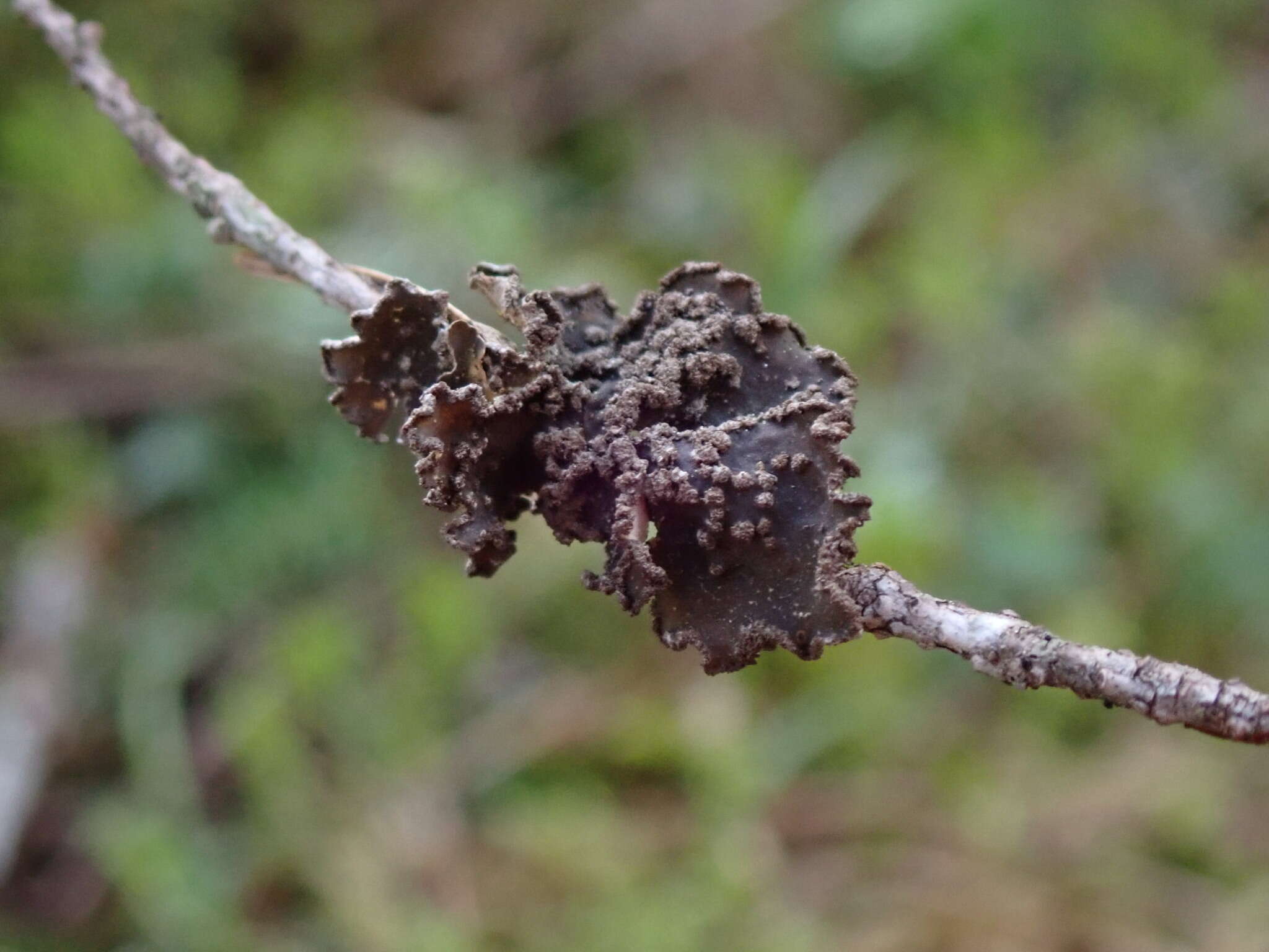 Image of Pseudocyphellaria mallota (Tuck.) H. Magn.