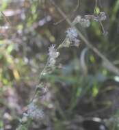 Image of Laennecia confusa (Cronq.) G. L. Nesom