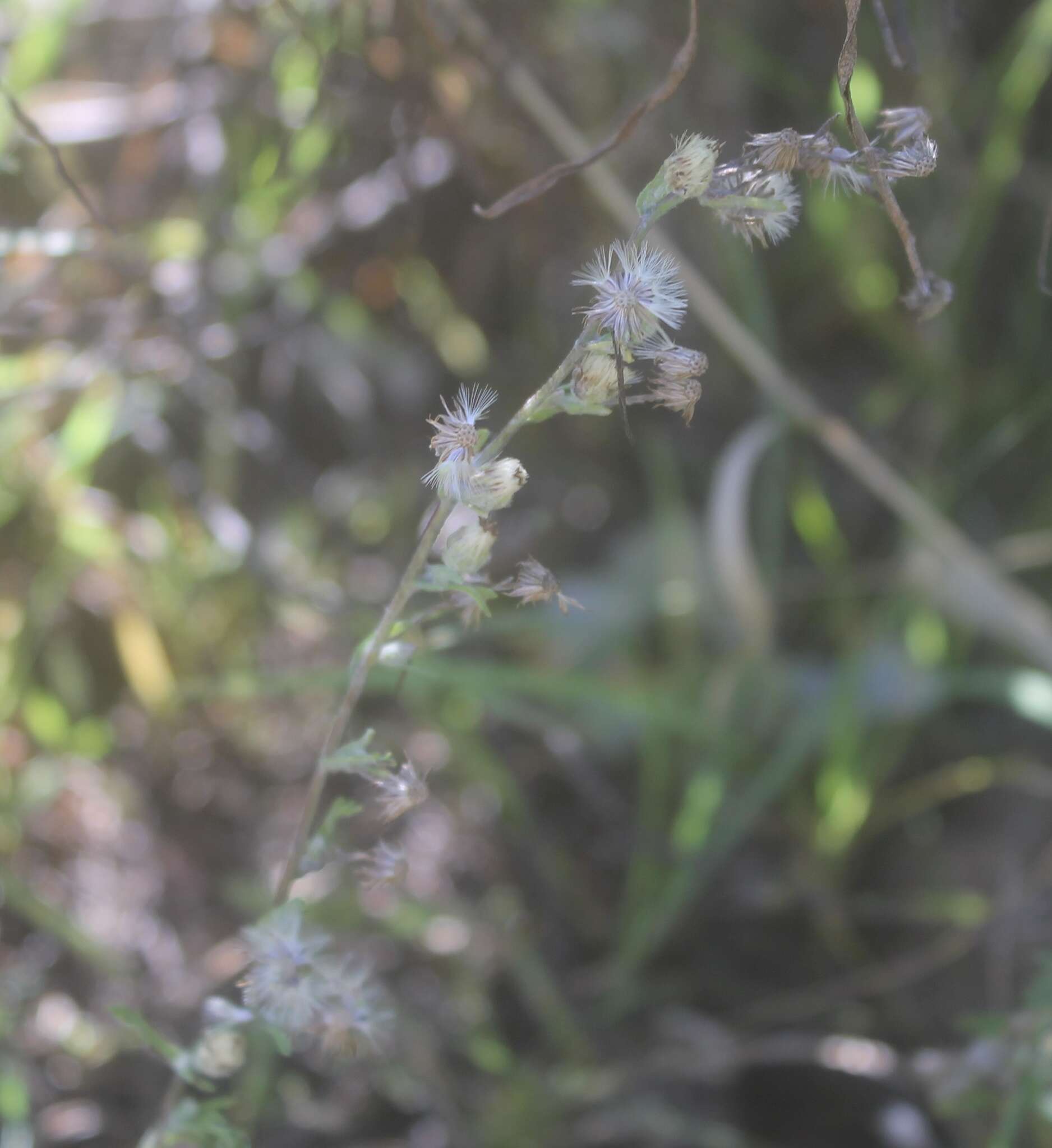 Image of Laennecia confusa (Cronq.) G. L. Nesom