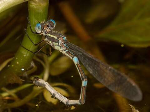 Image of Austrolestes leda (Selys 1862)