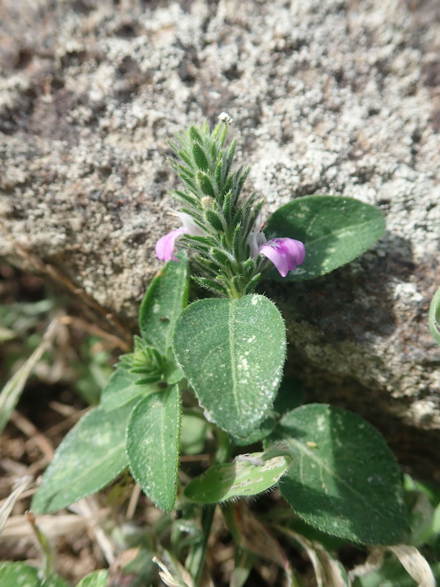 Image of Justicia procumbens var. hirsuta Yamam.