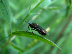 Image of Capsodes flavomarginatus (Donovan 1798)