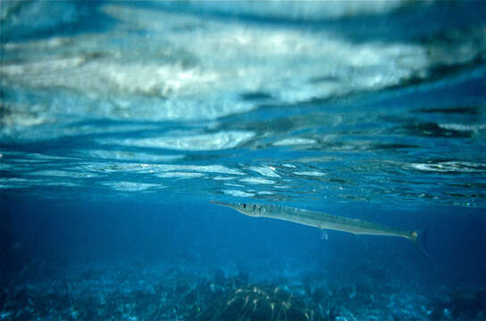 Image of Hound Needlefish