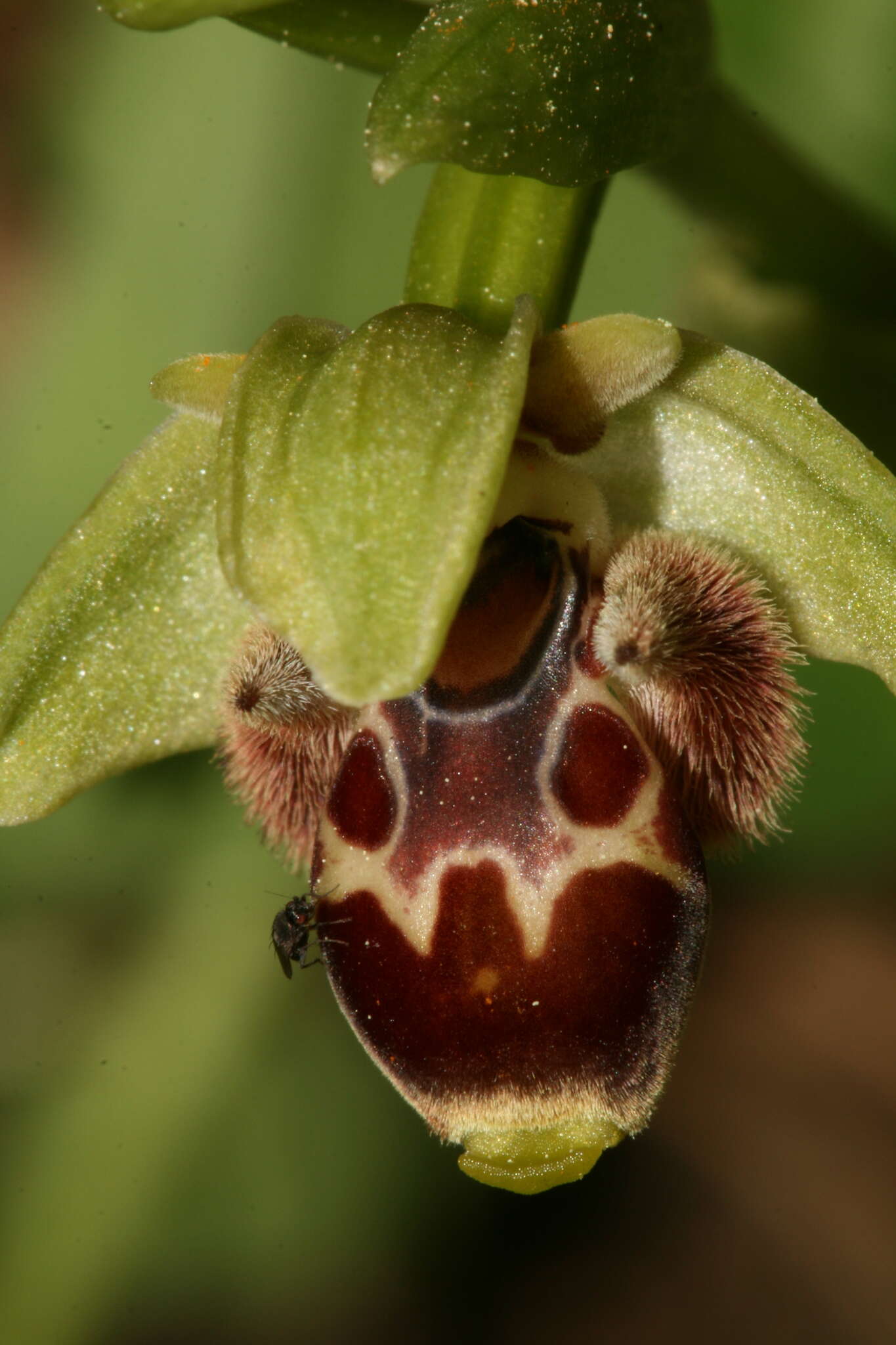 Image of Ophrys umbilicata Desf.