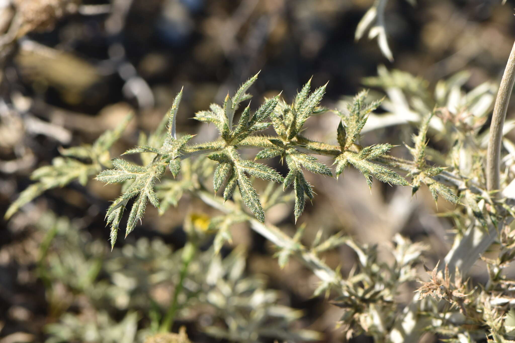 Image of Echinops strigosus L.