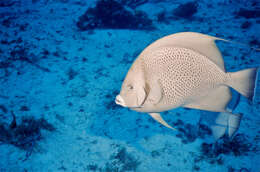 Image of Angelfish