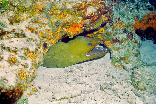 Image of Black Moray