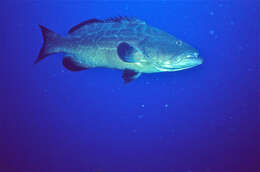 Image of Black Grouper