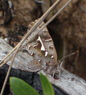 Image of Phasis thero (Linnaeus 1764)