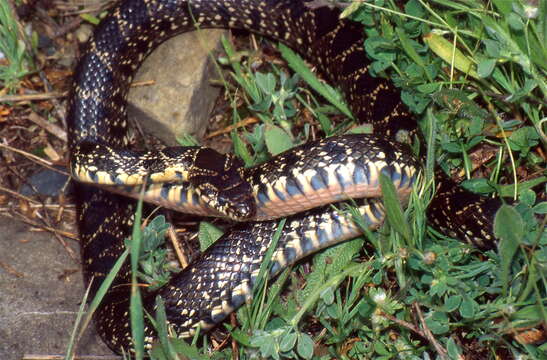 Image of Horseshoe Whip Snake