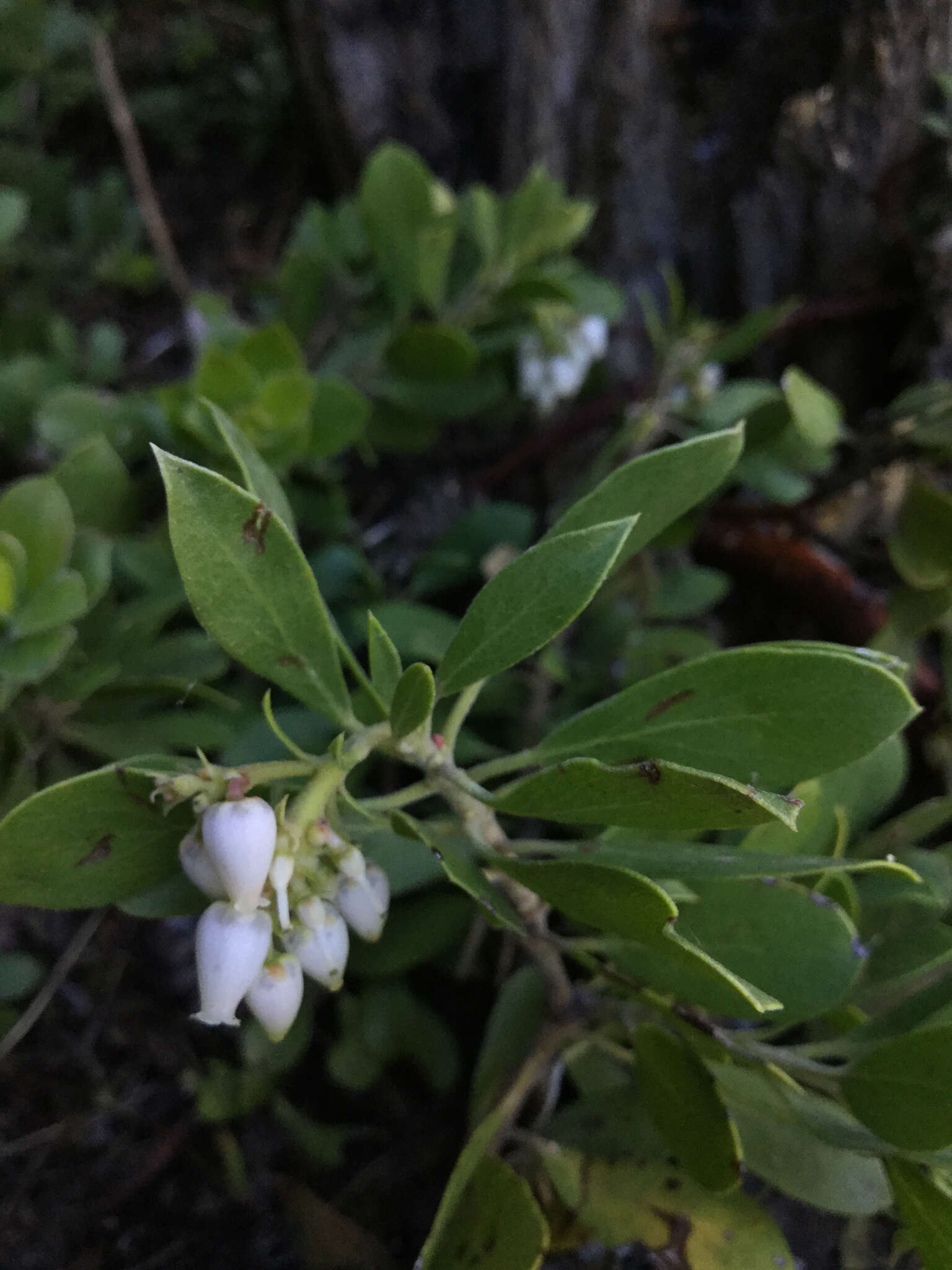 Imagem de Arctostaphylos nevadensis A. Gray