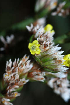 Imagem de Limonium tetragonum (Thunb.) Bullock