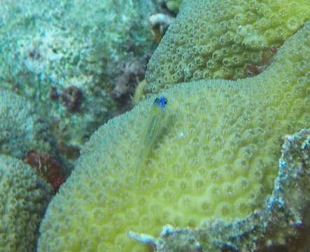 Image of Bluenose Goby